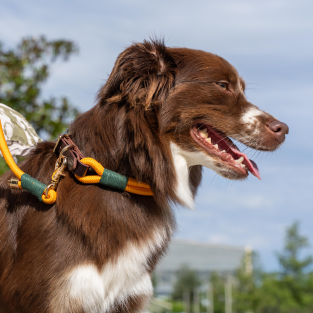 Nachhaltigkeit bei Hundezubehör