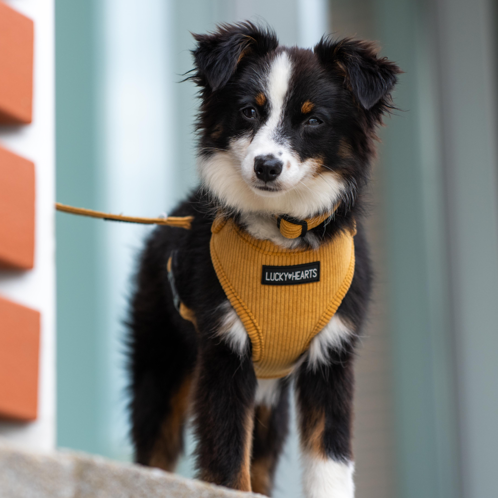 Glücklicher Hund- aber wie?