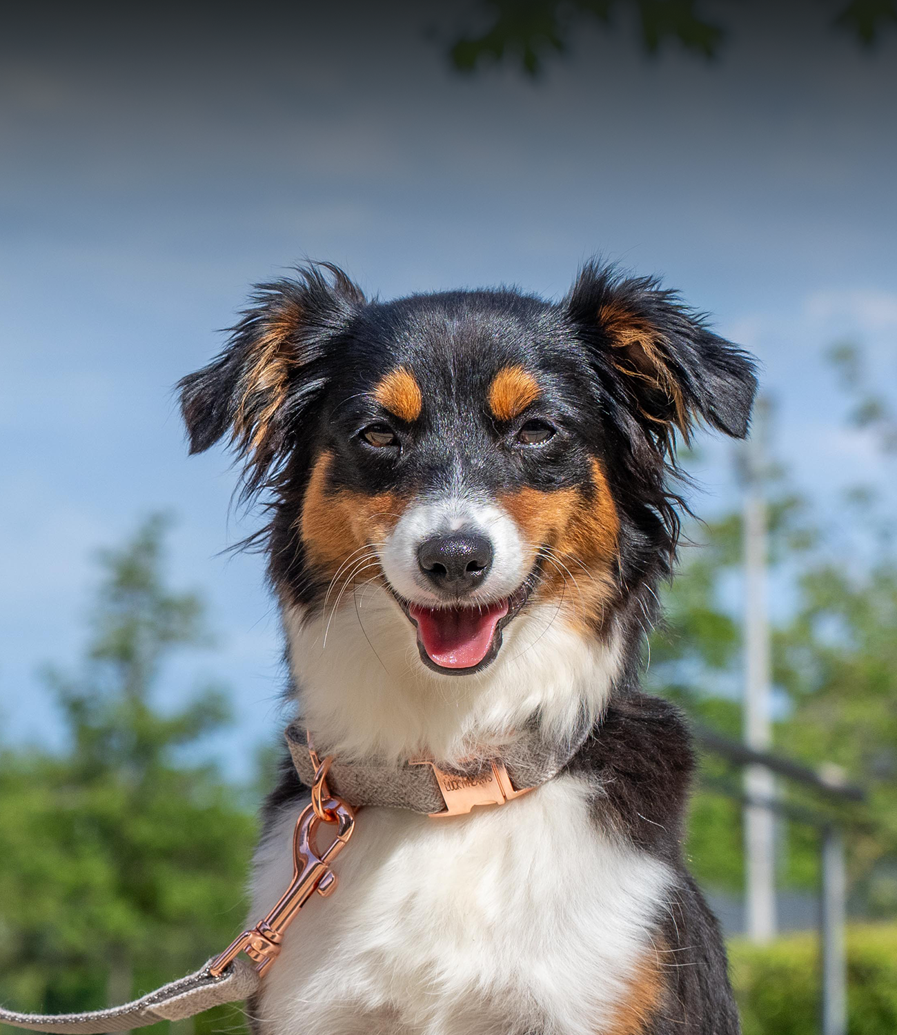 Halsbänder & Leinen