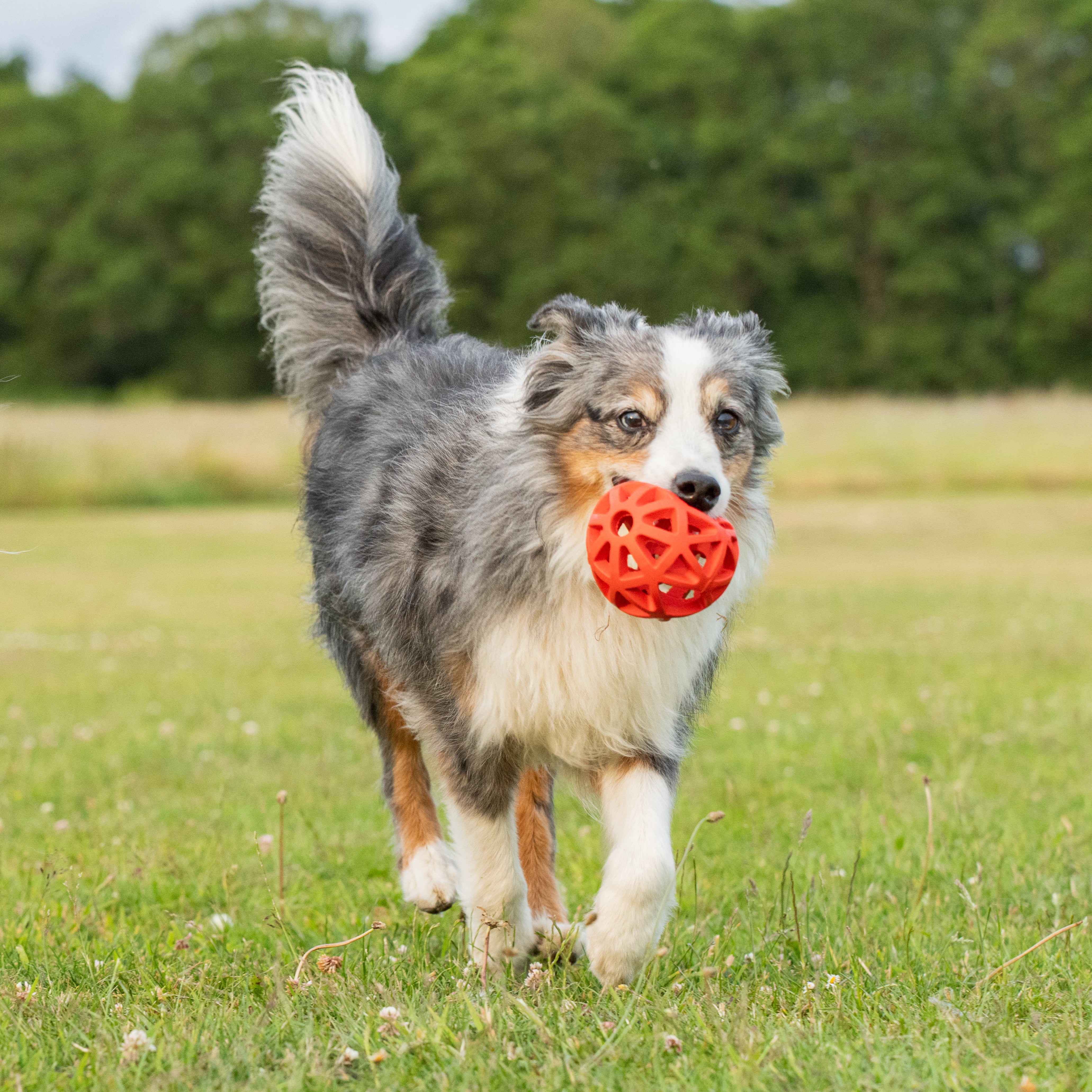 Gitterball  Fun - medium
