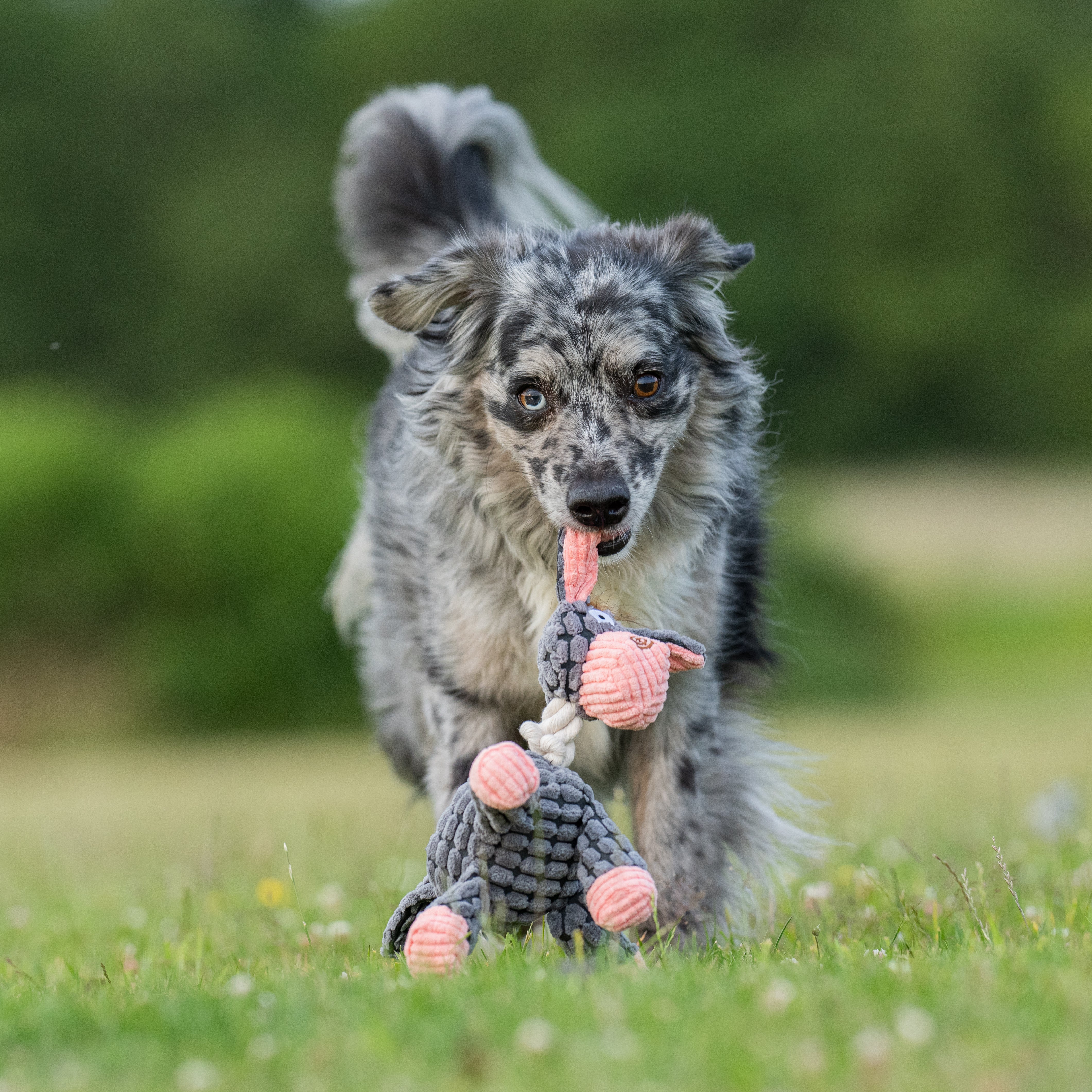 Gustav , Leo & Agathe - lustiger Hundespielspaß