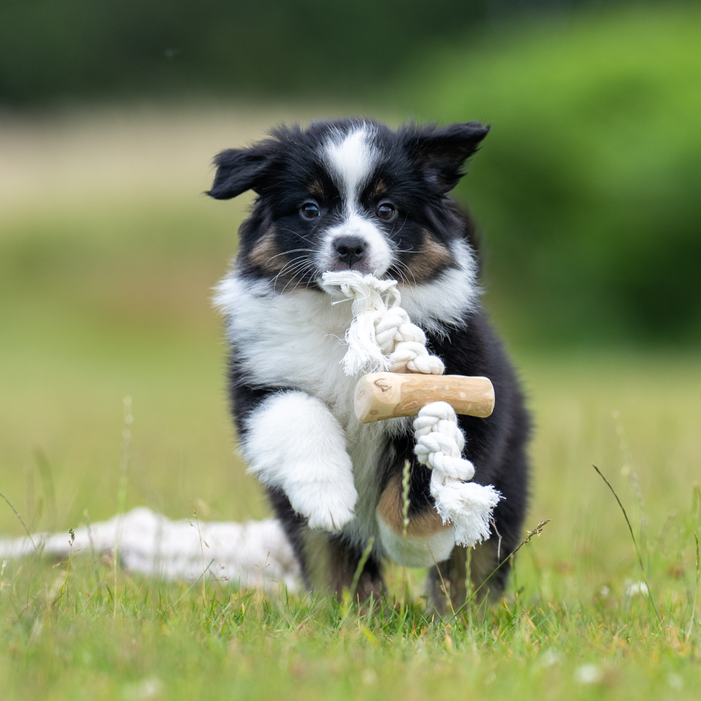 Wieso ist Hundepflege wichtig ?