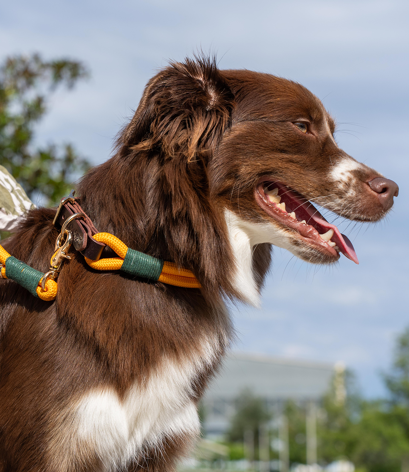 Up Country Hundehalsband – Hearts & Flowers Design, 1 Zoll Breit, Größe M
